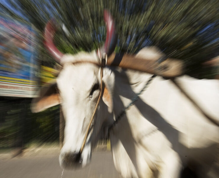 1280px-India_-_Dehli_Zoom_Cow_-_5892