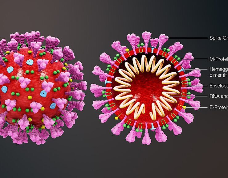 1024px-3D_medical_animation_coronavirus_structure